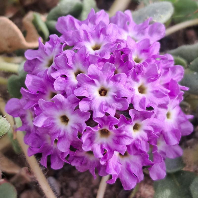Night-Blooming Sand Verbena