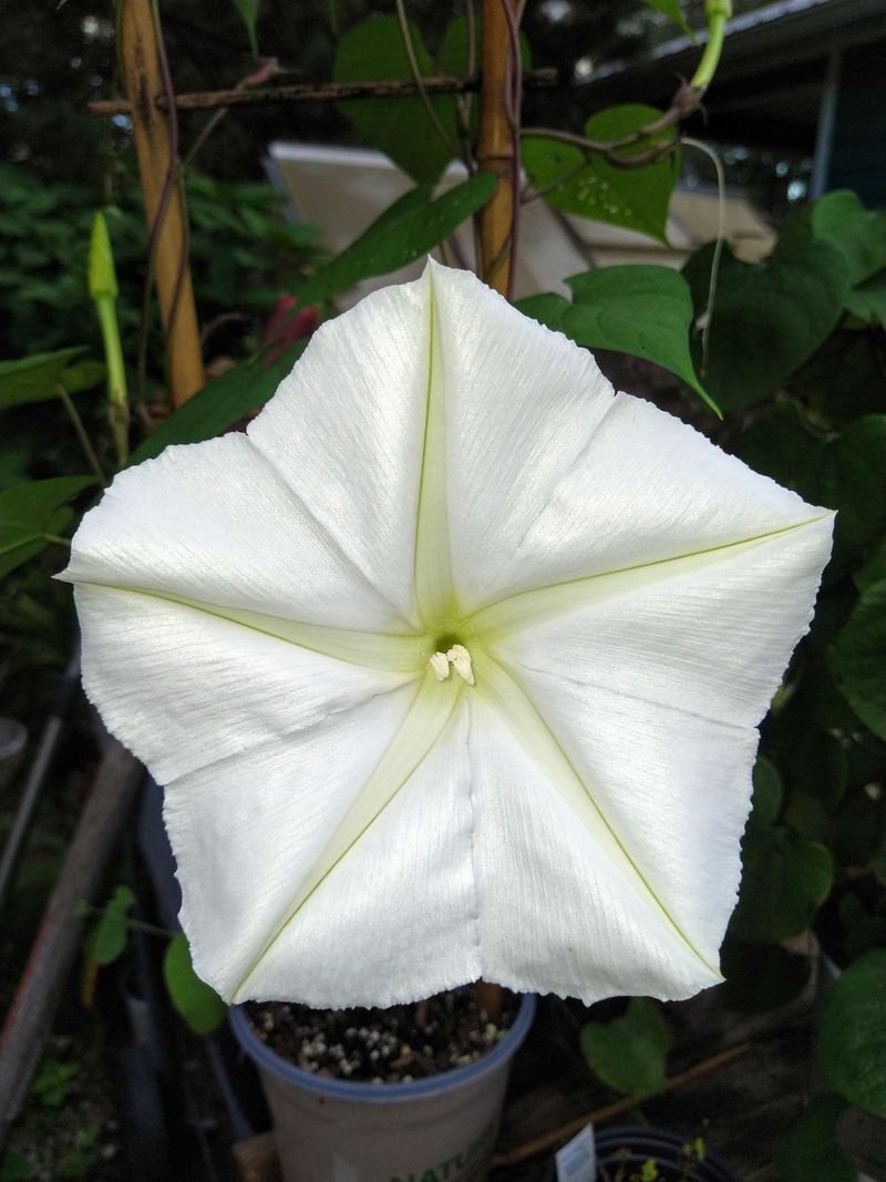 Moonflower