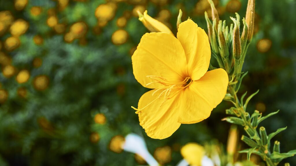 Evening Primrose