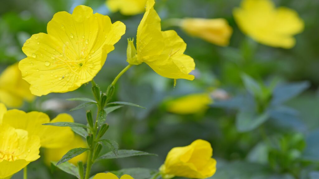 Evening Primrose (Oenothera biennis)