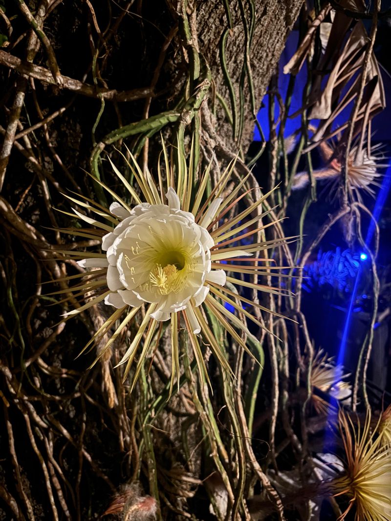 Night-Blooming Cereus