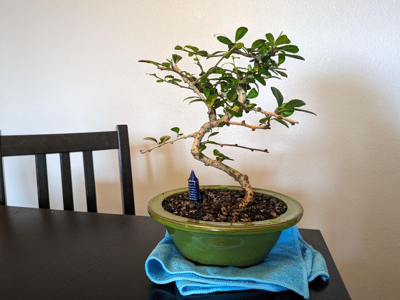 Improper Bonsai Style Selection