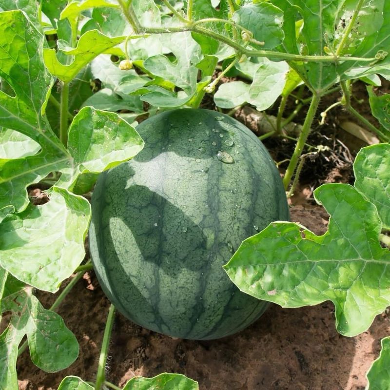 Harvesting Too Early