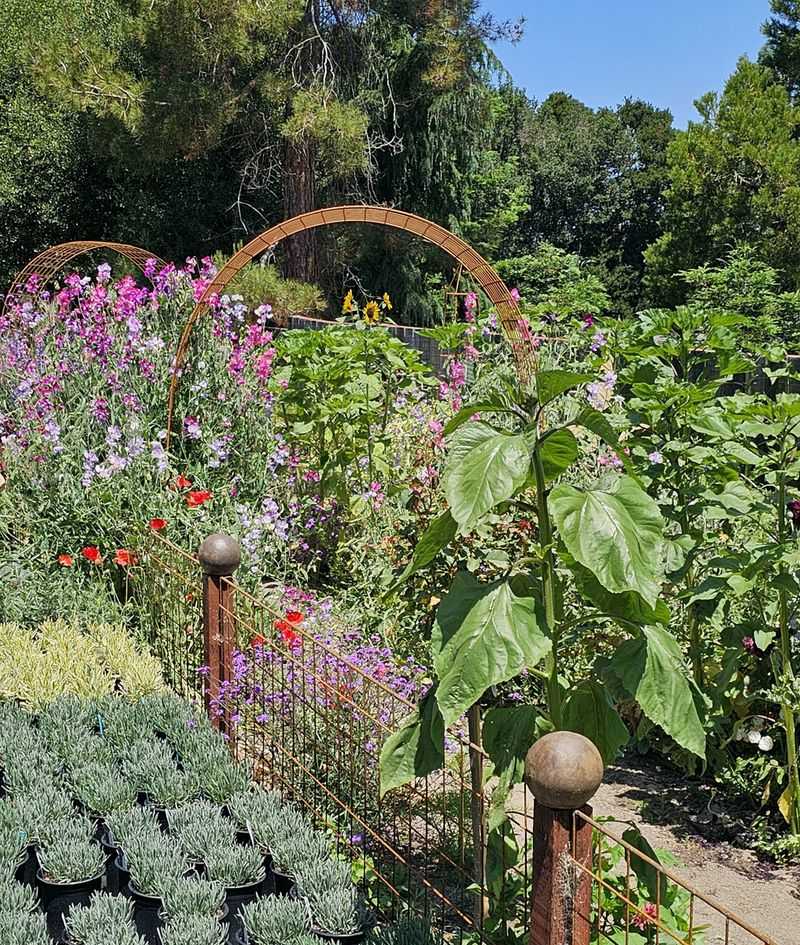 Hedge Trellis