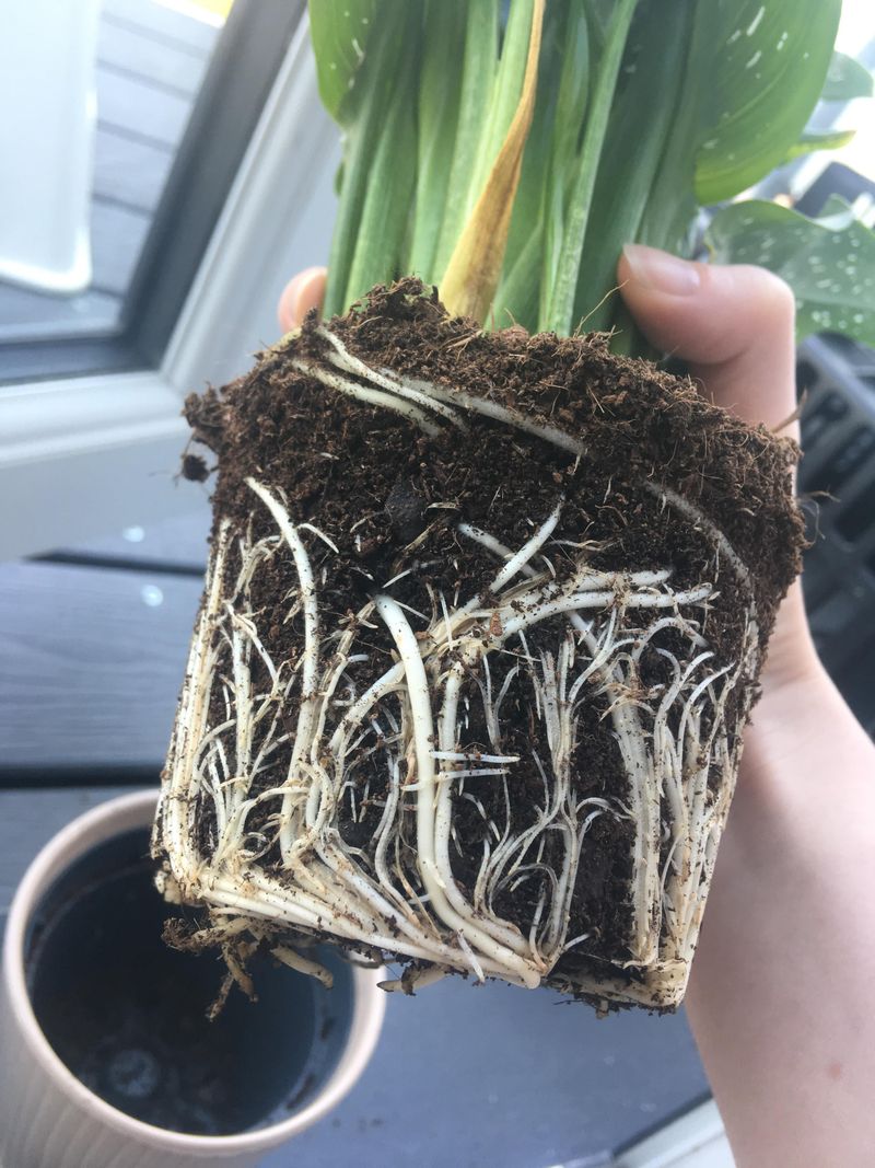 Choose Quality Soil