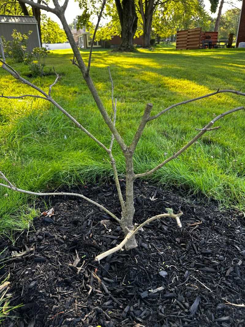 Mulch It Up