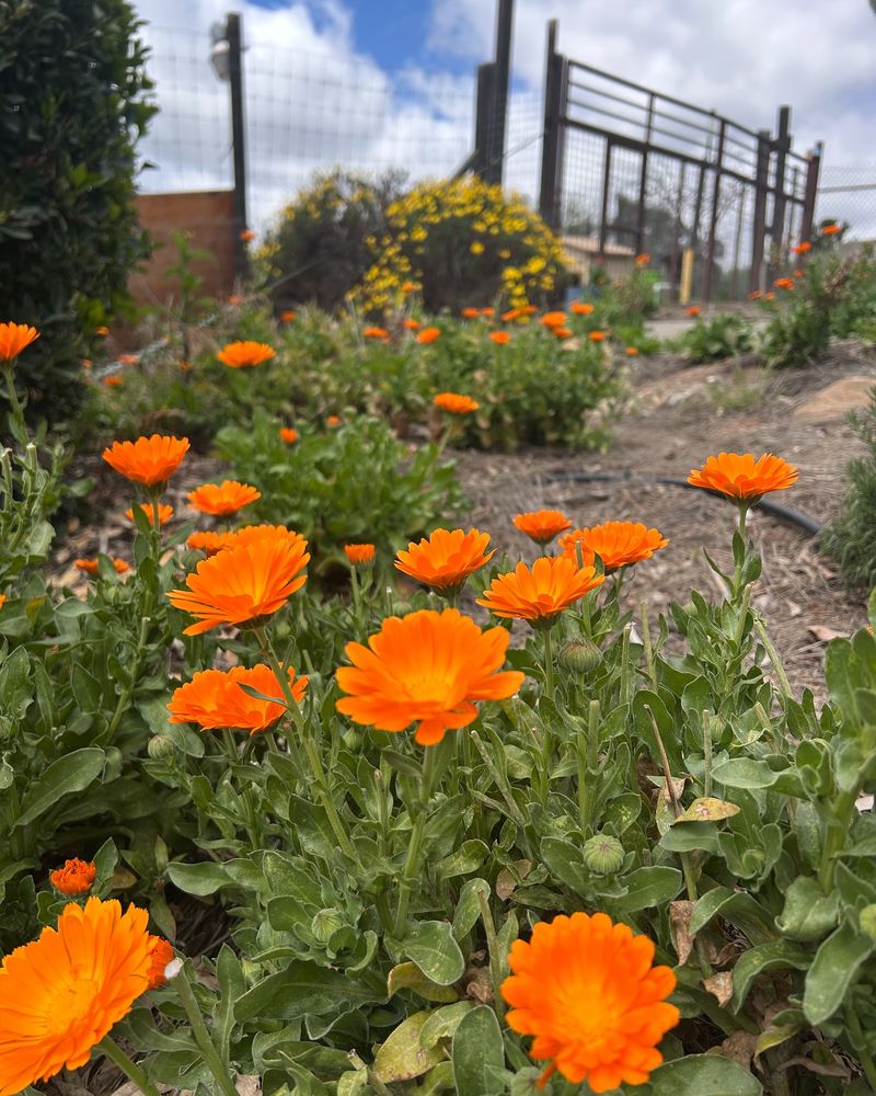 Calendula