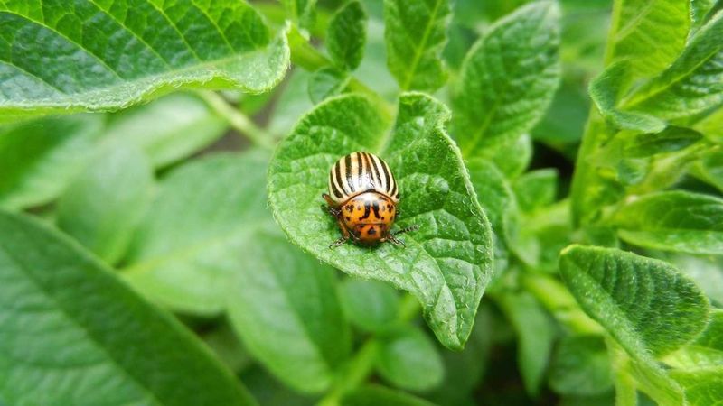Control Pests Naturally