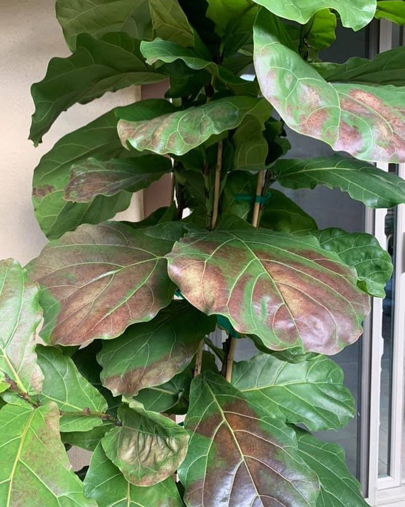 Watch for Leaf Scorch or Stress