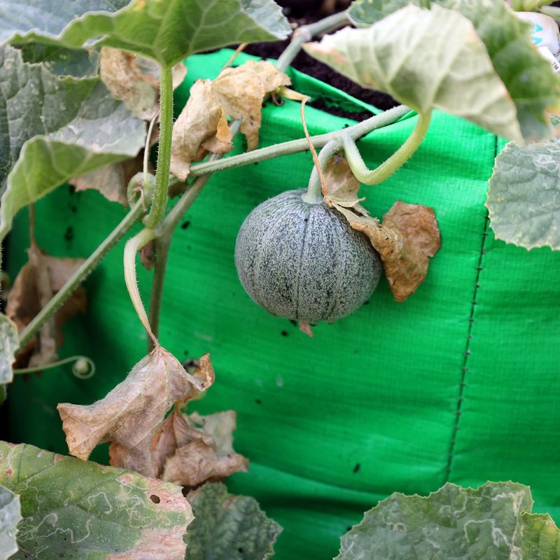 Control Pests Naturally