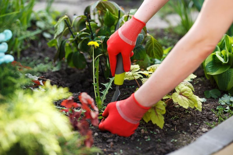 Control Weeds Naturally