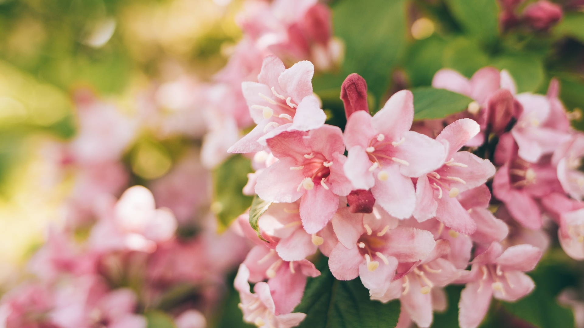 Fertilize Your Weigela Like A Pro – The Secret’s In The Timing