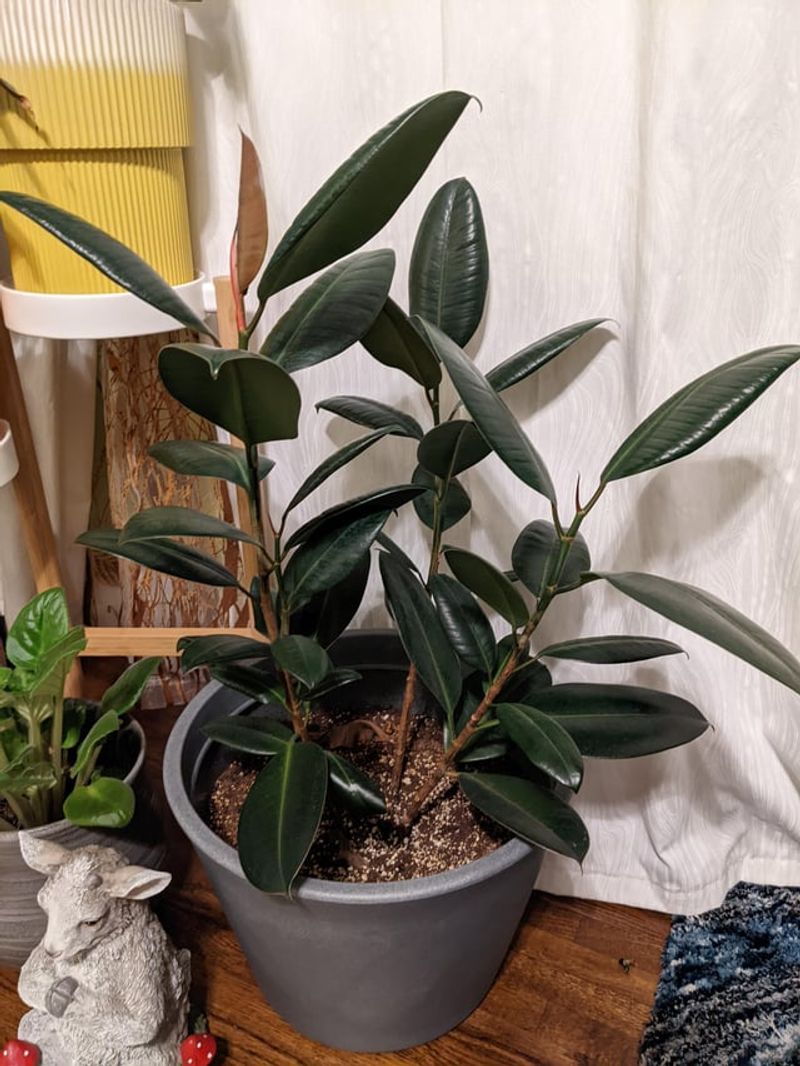 Burgundy Rubber Plant