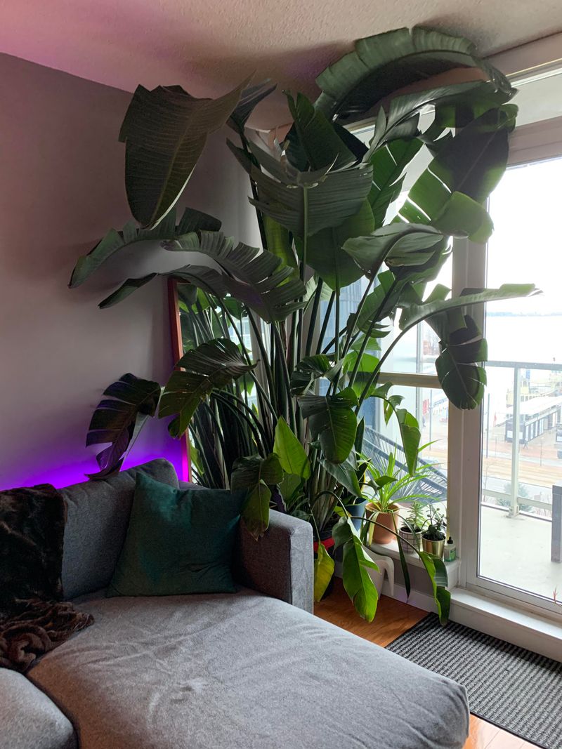 Bird of Paradise