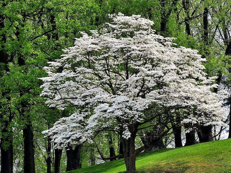 Dogwood