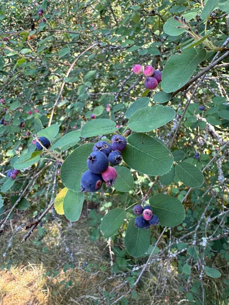 Saskatoon Berry