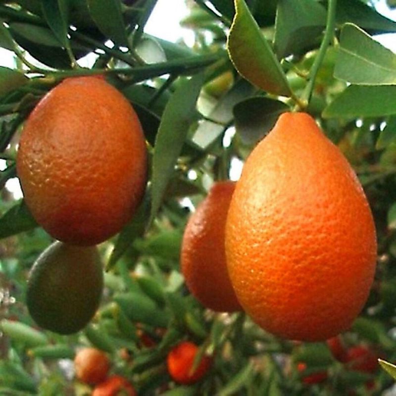 Orangequat