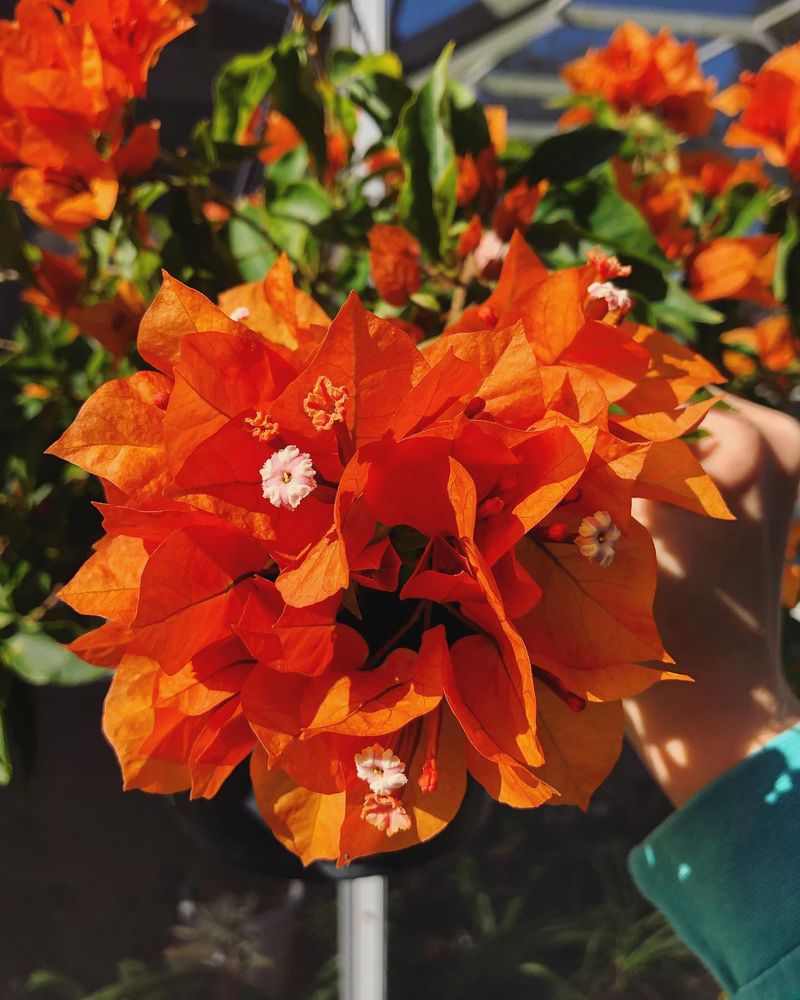 Bougainvillea ‘Orange King’