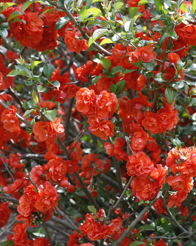 Japanese Quince (Chaenomeles)