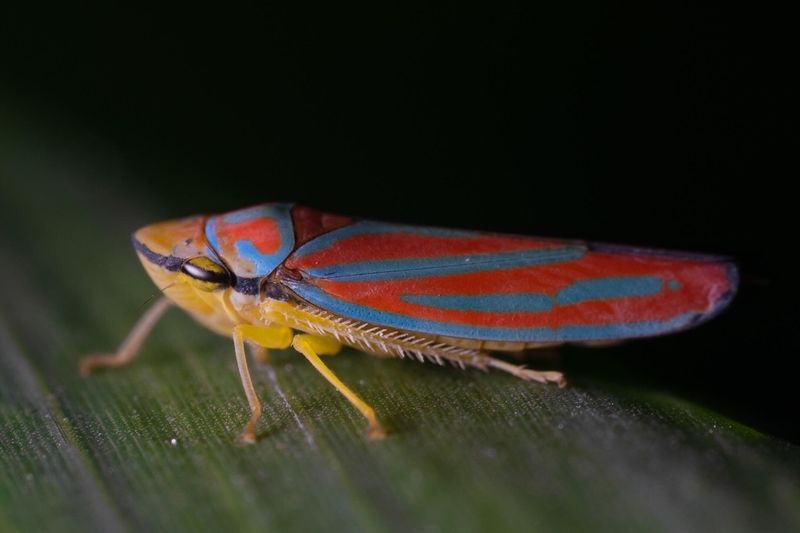 Leafhoppers