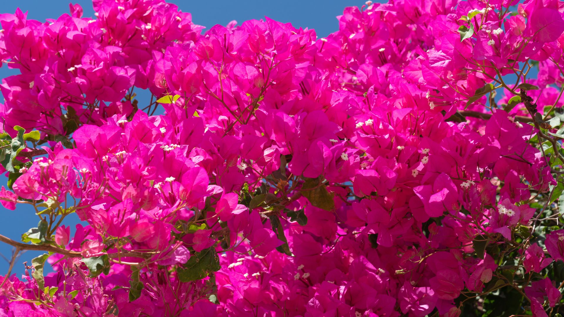 Bougainvillea