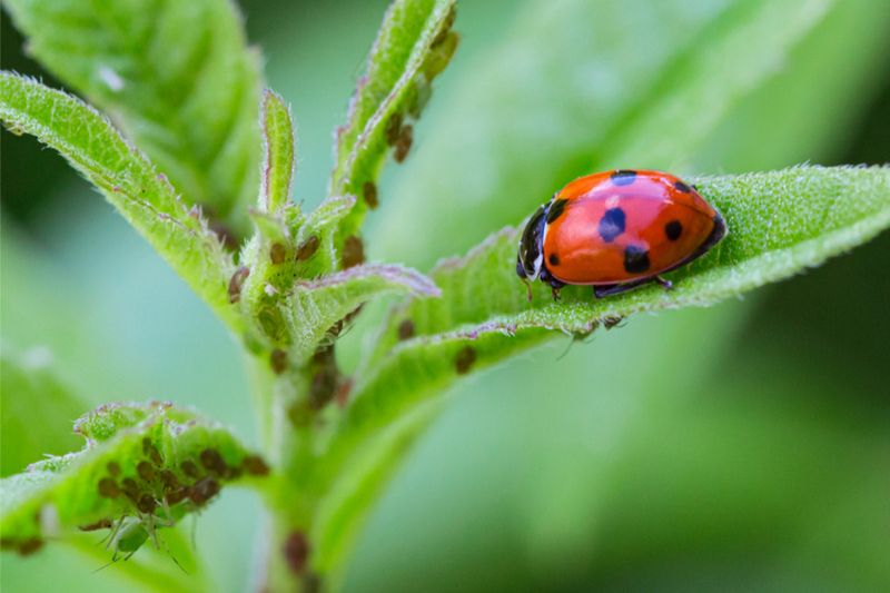 Natural Pest Control