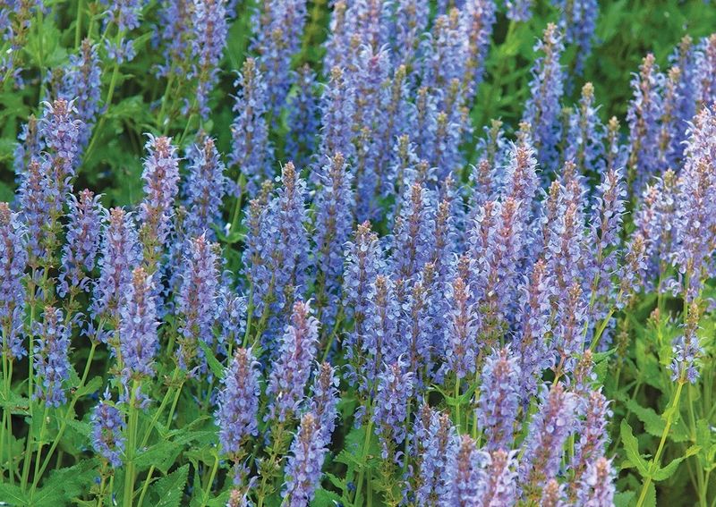 Salvia 