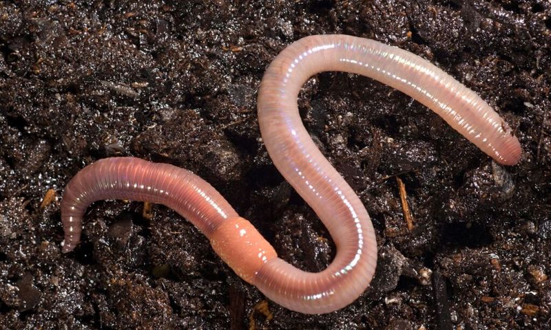 Earthworms Aerate And Enrich Soil