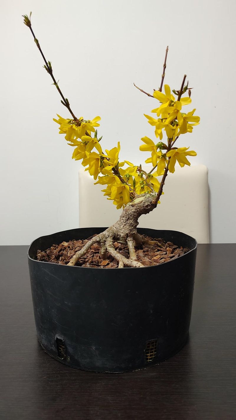 Create a Forsythia Bonsai