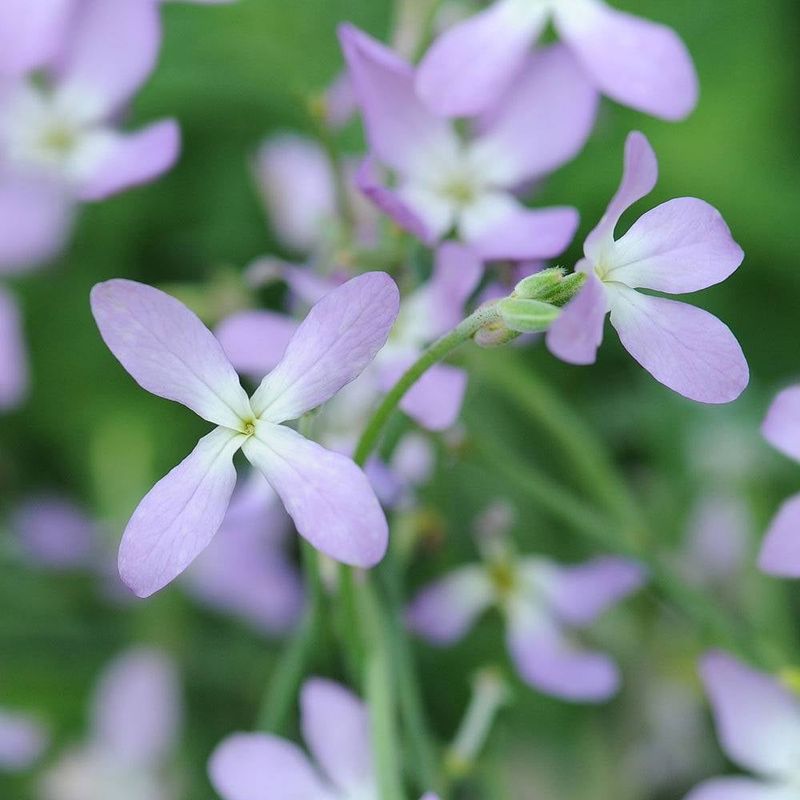 Night-Scented Stock