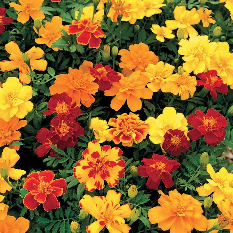 Tagetes Patula ‘Safari Mix’