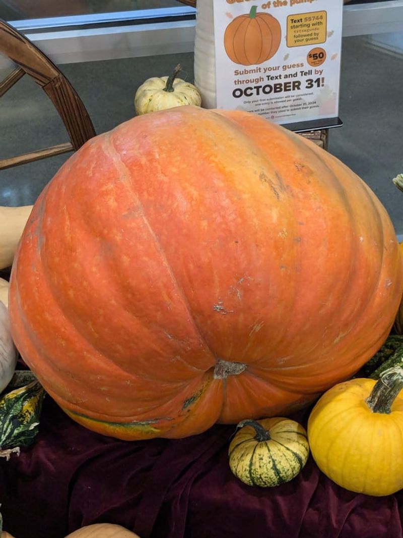 Pumpkin Weight Myths Debunked