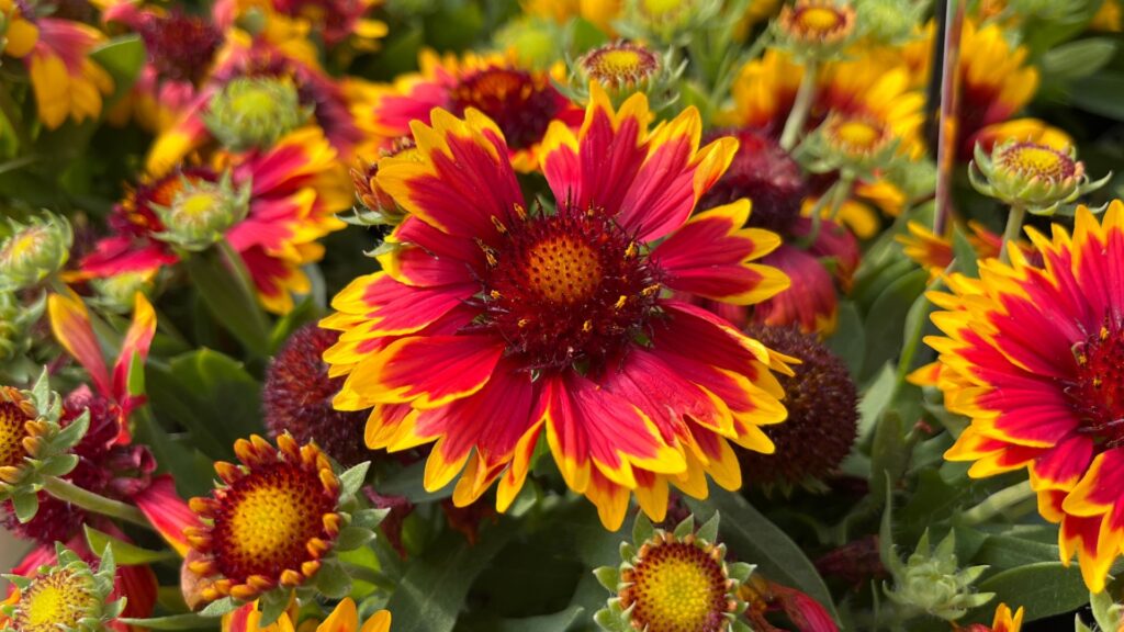 gaillardia blooms
