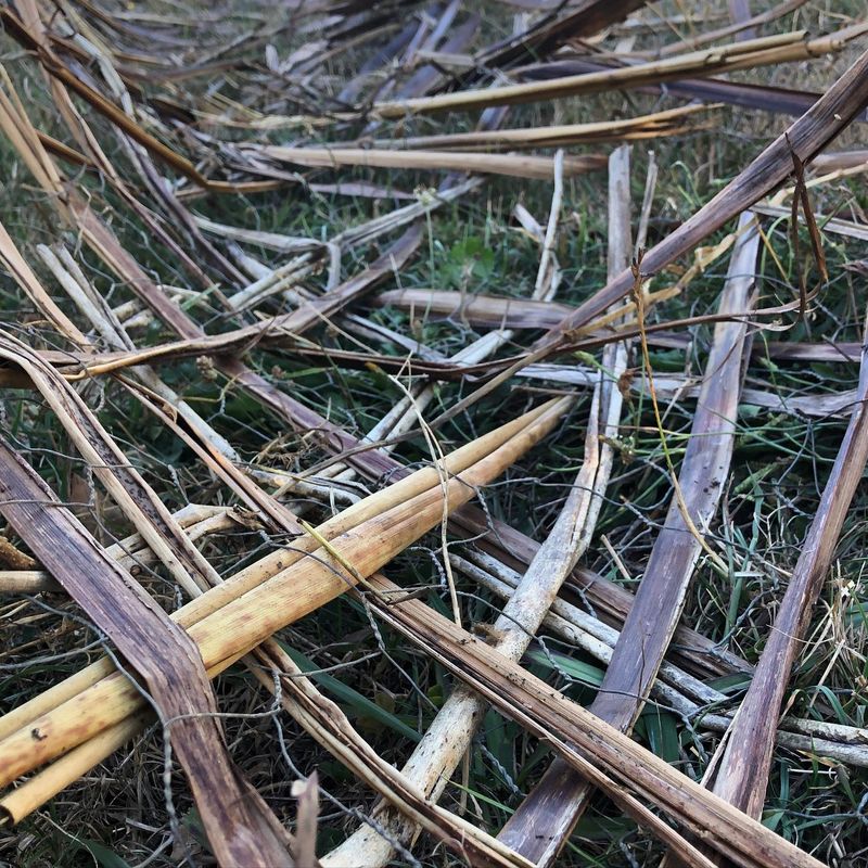 Large Branches Won’t Speed Things Up