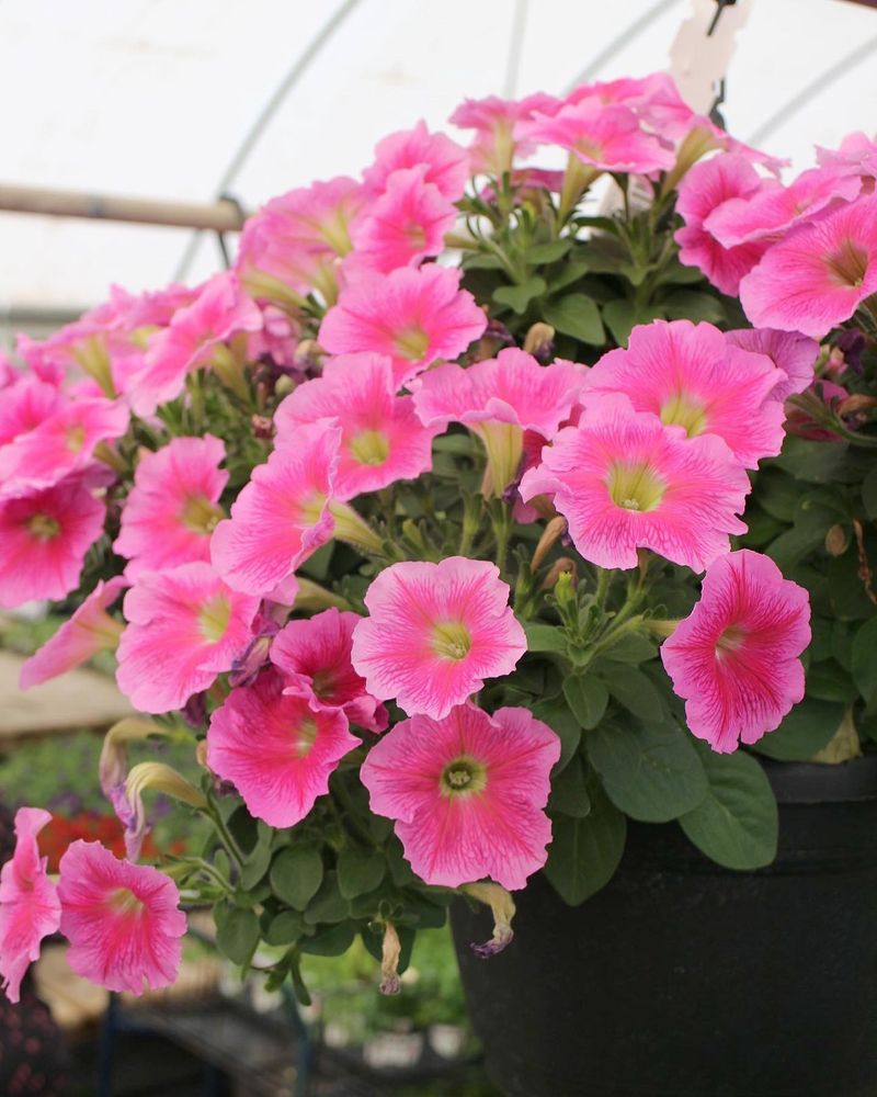 Petunias