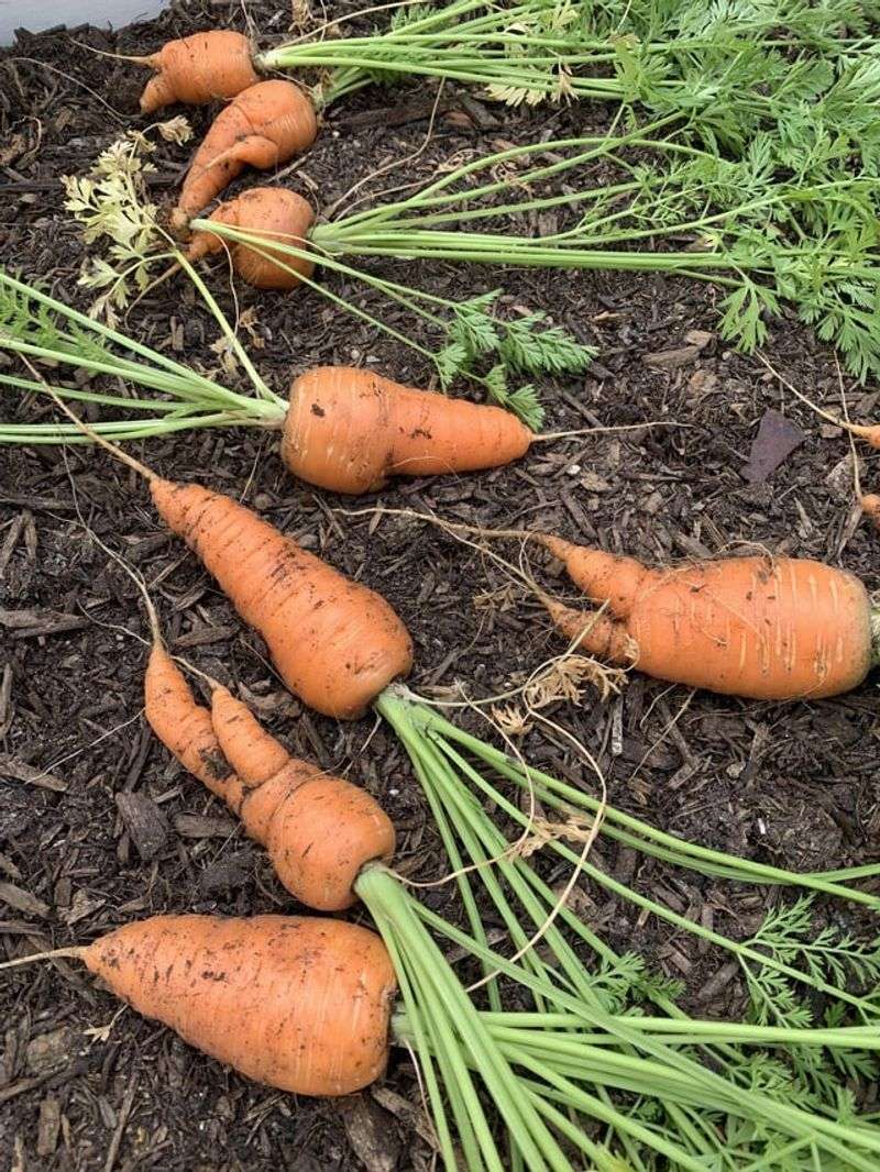 Carrots