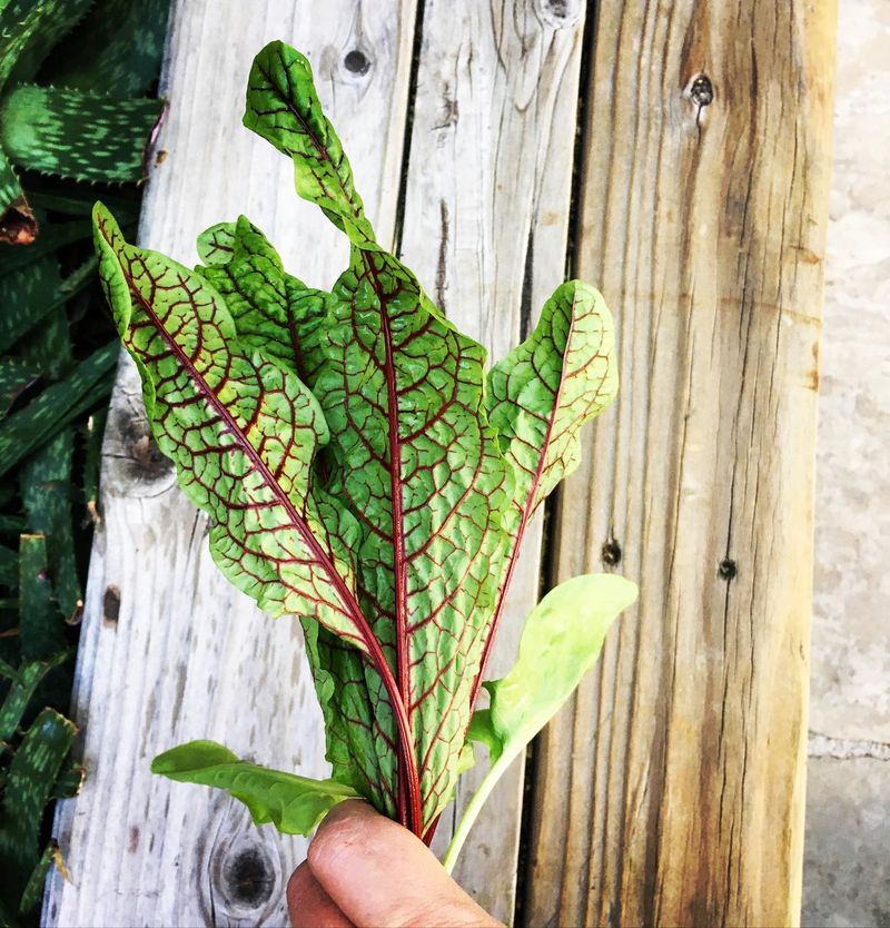 Sorrel