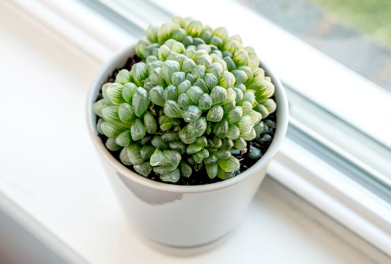 Haworthia Cooperi