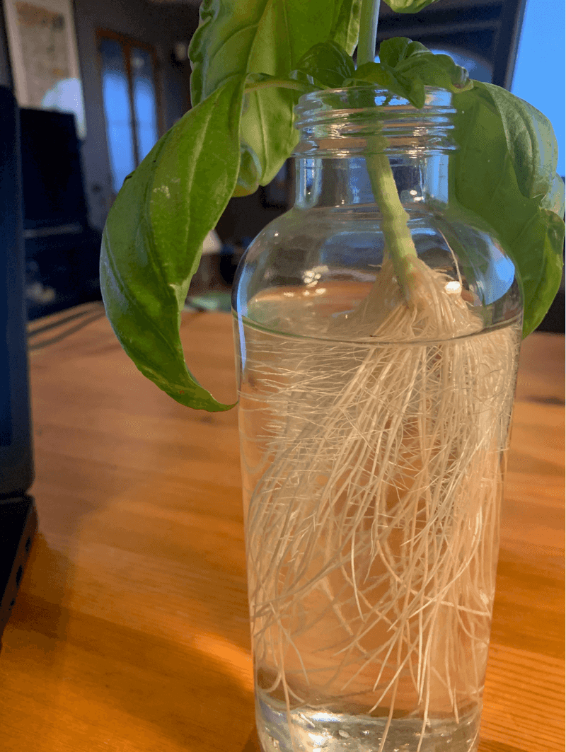 Keep An Eye On Root Health