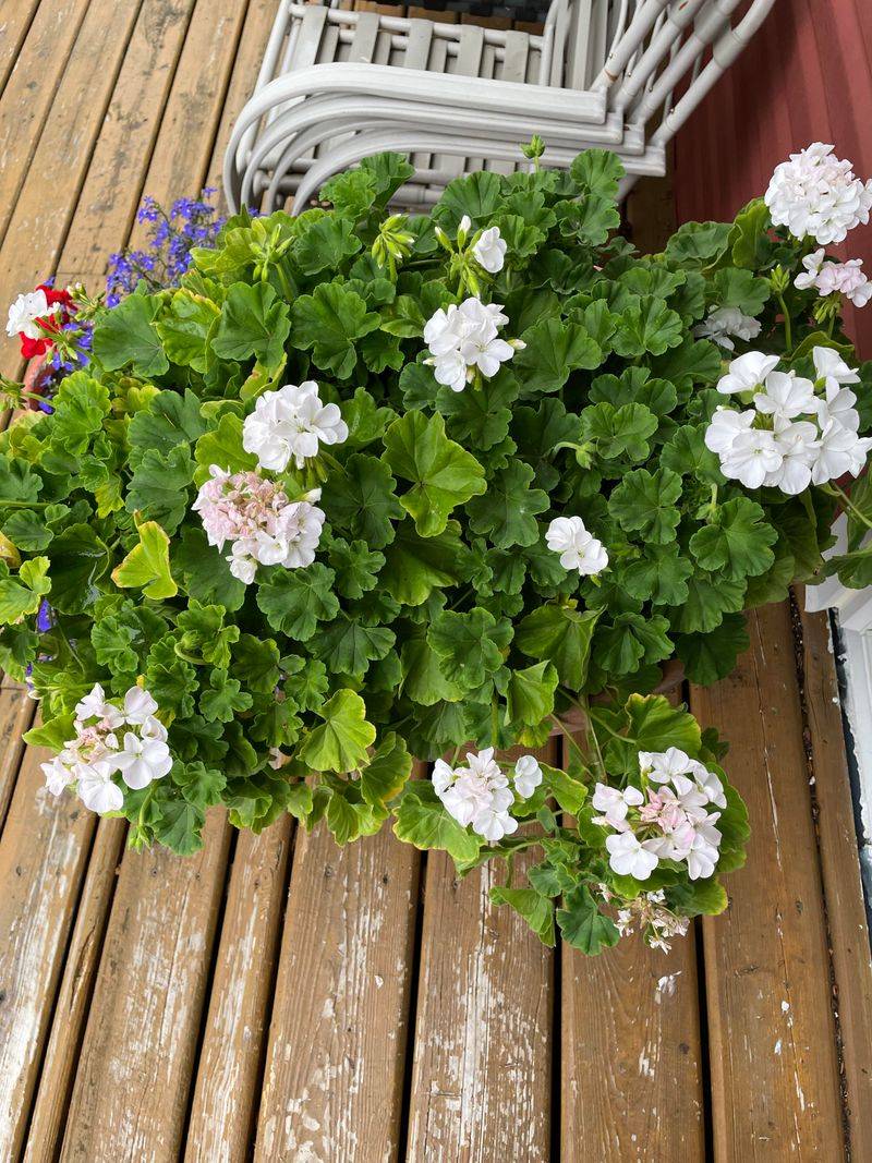 Geranium ‘Fantasia White Splash’