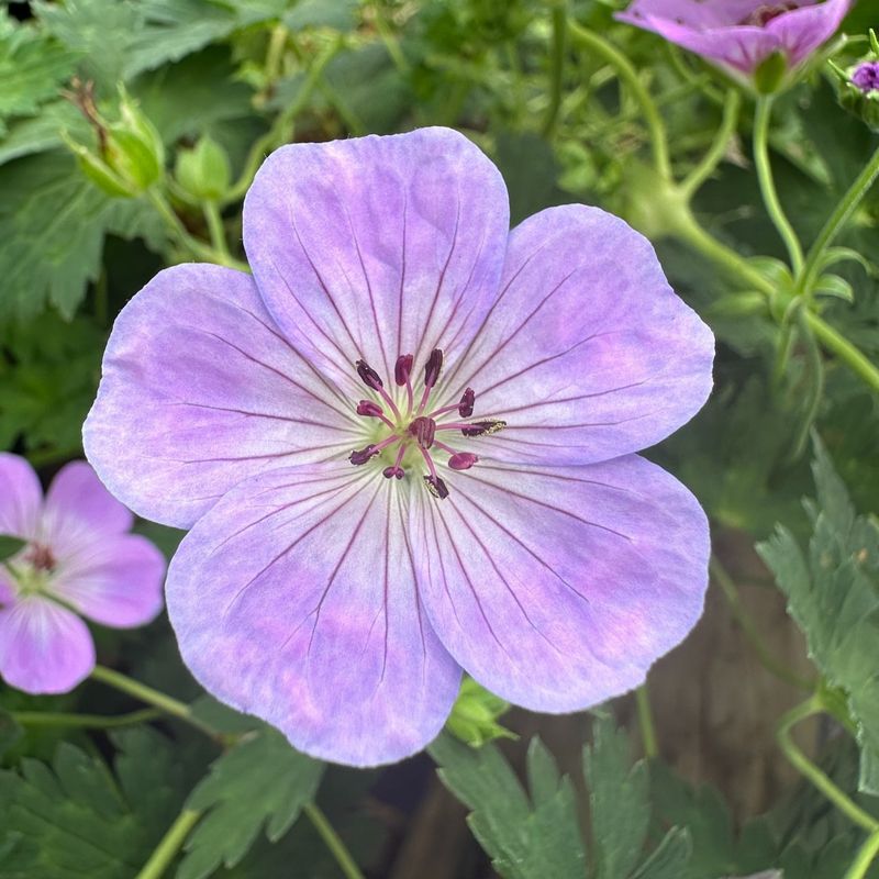 Geranium ‘Azure Rush’