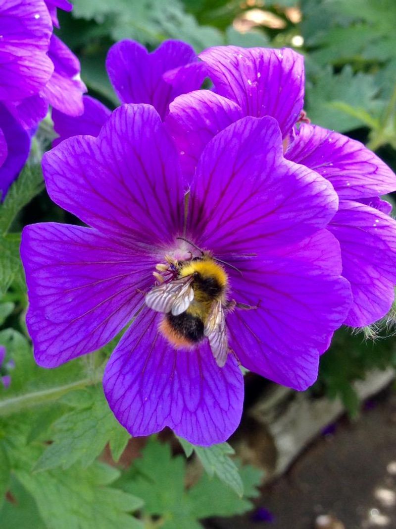 Geranium ‘Patricia’