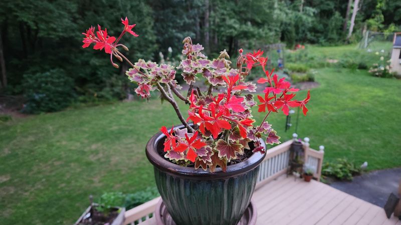 Geranium ‘Balcon Red’