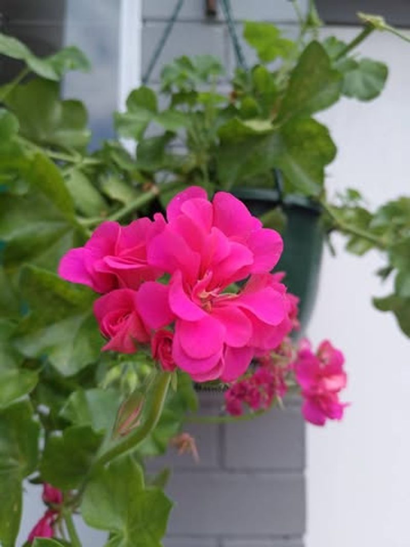 Geranium ‘Balcon Pink’