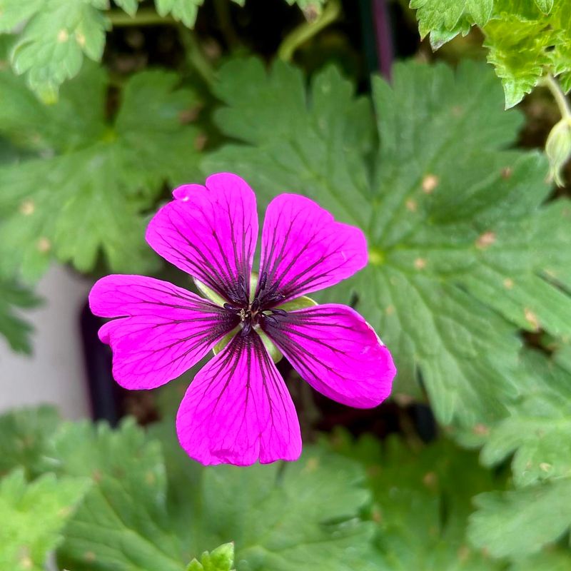 Geranium ‘Dragon Heart’