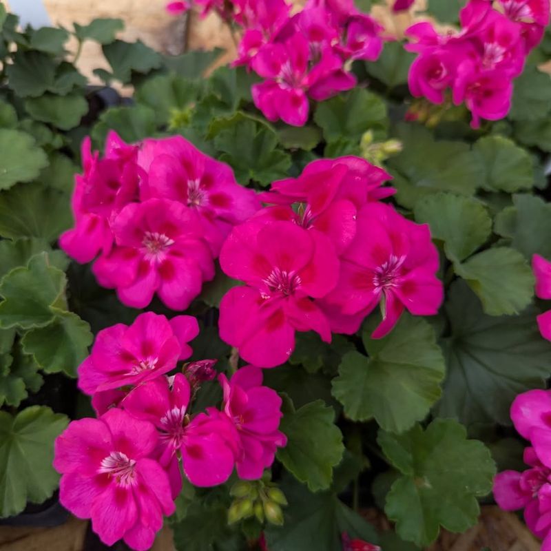 Geranium ‘Americana Violet’
