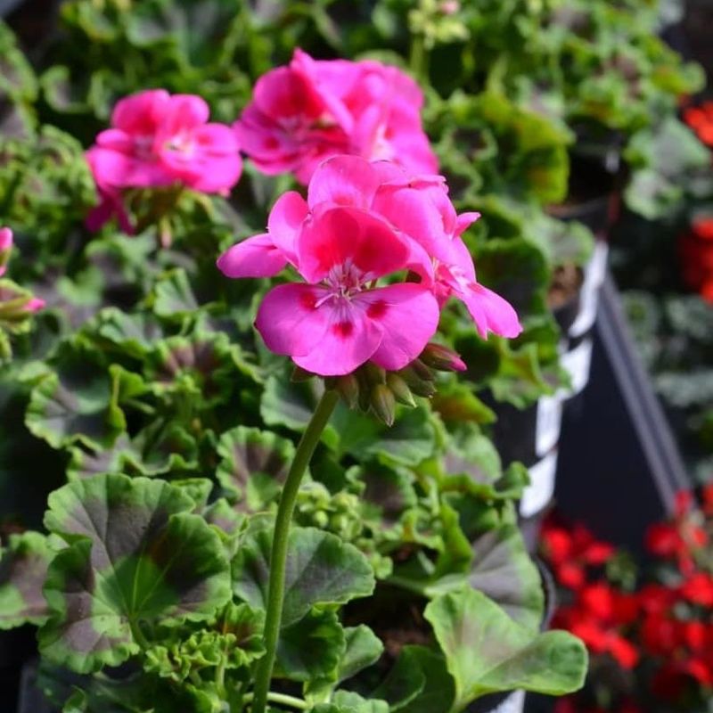Geranium ‘Calliope Hot Pink’