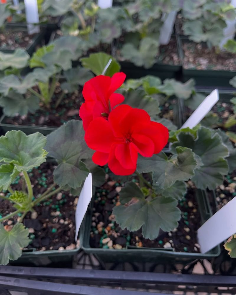 Geranium ‘Caliente Coral’