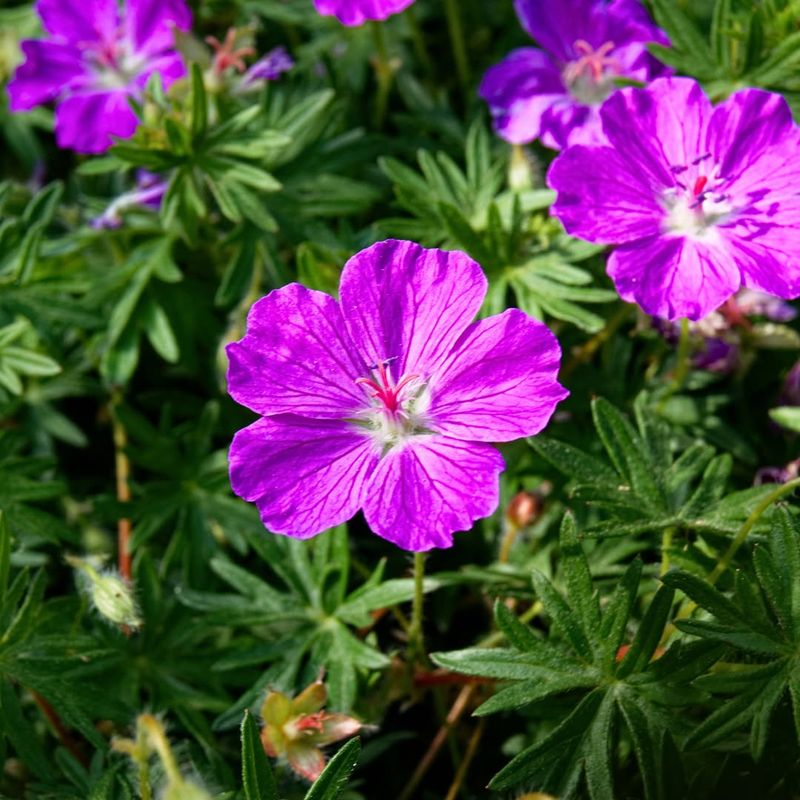 Geranium ‘Tiny Monster’