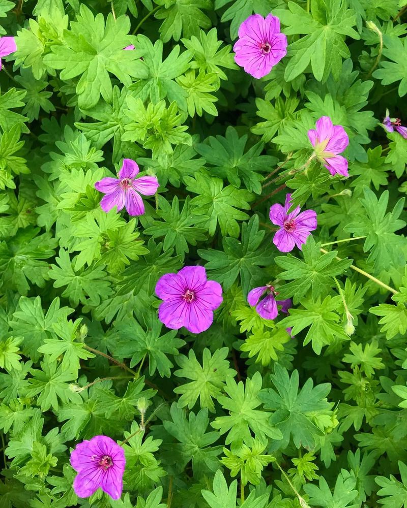 Geranium ‘Dilys’